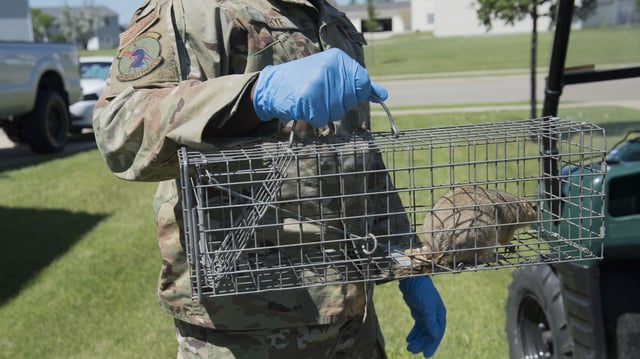 An Air Force security officer holds a caged Richardson Ground Squirrel during a previous infestation in 2019 at Minot Air Force Base.