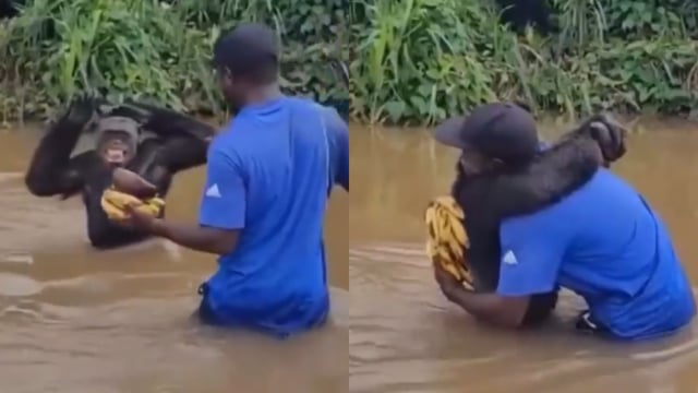 Chimpanzee video goes viral. Image Source: ‘AMAZlNGNATURE’/ X