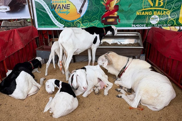 Ladoum sheep wait for judging in the yearly Ladoum beauty pageant in Dakar, Senegal, Saturday, June 28, 2025. (AP Photo/Chinedu Asadu)