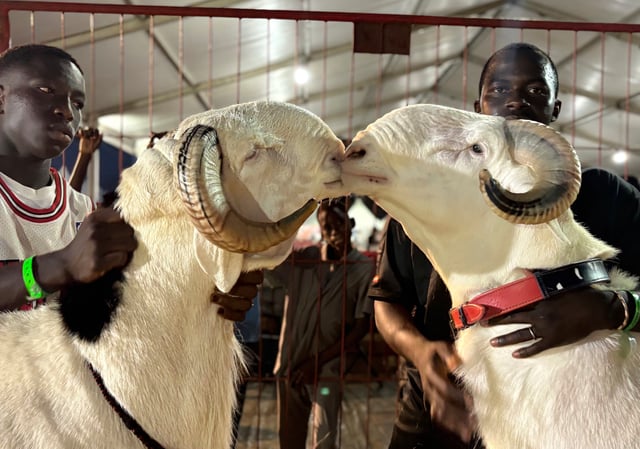 Prive, right, a 19-month-old Ladoum sheep, nuzzles another affectionately after winning the adult male Ladoum beauty pageant in Dakar, Senegal, Saturday, June 28, 2025. (AP Photo/Chinedu Asadu)