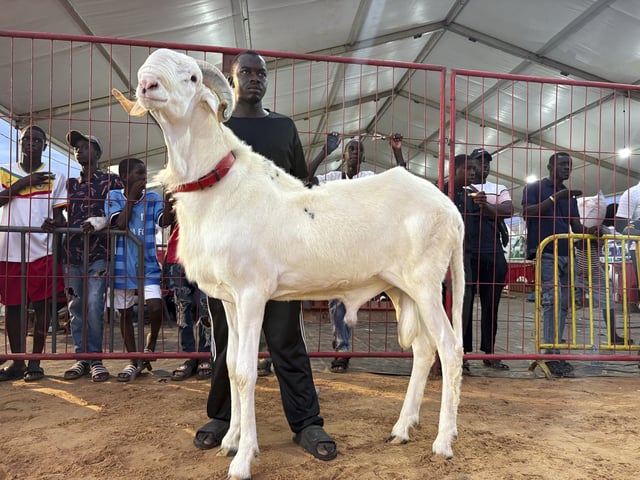 Prive, right, a 19-month-old Ladoum sheep, wins the adult male Ladoum beauty pageant in Dakar, Senegal, Saturday, June 28, 2025. (AP Photo/Chinedu Asadu