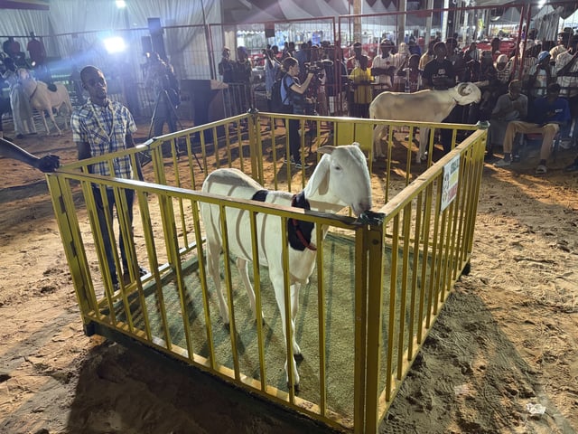 Ladoum sheep wait for judging in the yearly Ladoum beauty pageant in Dakar, Senegal, Saturday, June 28, 2025. (AP Photo/Chinedu Asadu)