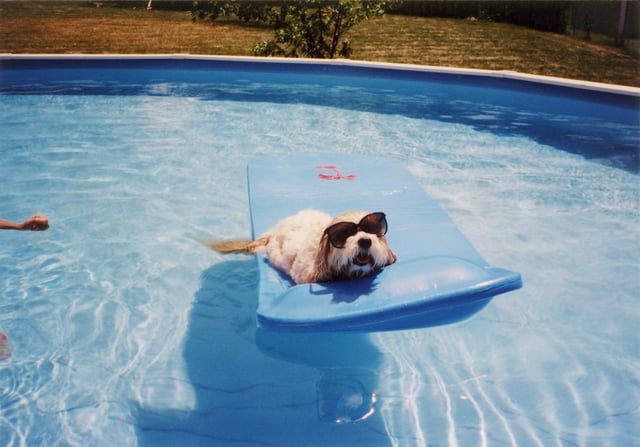 The family dog wears sunglasses in the pool on a hot summer day.