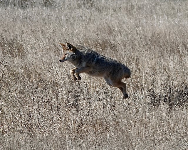 Leaping coyote.