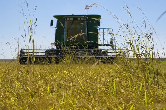 Pictured is rice growing in Lodi, California. President Donald Trump claimed Japan doesn't buy rice from the United States, prompting him to threaten higher tariffs.