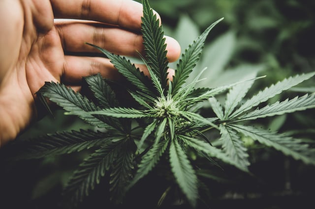 Des douaniers ont fait une prise record de pollen de cannabis le 23 juin dans le Jura.
