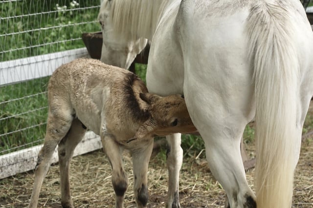 Marat, a Przewalski's horse foal, nurses from his adoptive mother Alice, a Pony of the Americas, at the Minnesota Zoo on June 26, 2025 in Apple Valley, Minn. (AP Photo/Mark Vancleave)