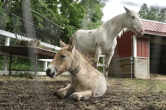 Marat, a Przewalski's horse foal, rests with his adoptive mother Alice, a Pony of the Americas, at the Minnesota Zoo on June 26, 2025 in Apple Valley, Minn. (AP Photo/Mark Vancleave)