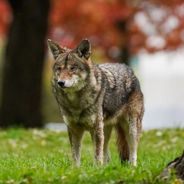 A coyote walks through Coronation Park in Toronto on Wednesday, November 3, 2021. THE CANADIAN PRESS/Evan Buhler