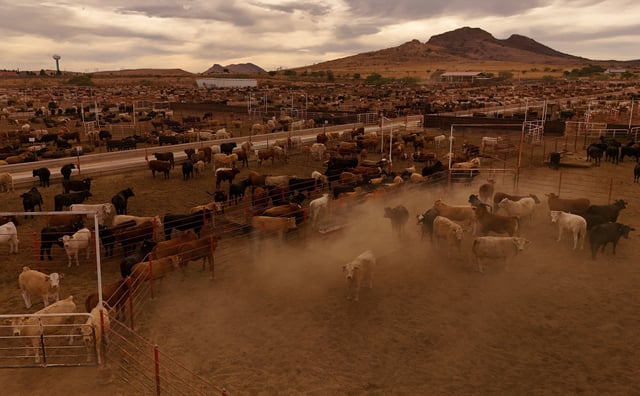 A drone view shows cattle waiting to be exported to the United States after the U.S. suspended cattle imports following the detection of the parasite in southern Mexico, at the Chihuahua Regional Livestock Union, in Nuevo Palomas, Mexico May 15, 2025. REUTERS/Jose Luis Gonzalez/File Photo