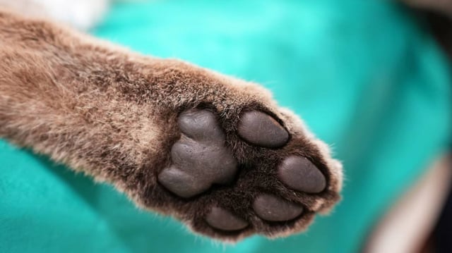 A young apex predator that was hurt in a car crash recovered enough to return to the California wilderness, officials said.
