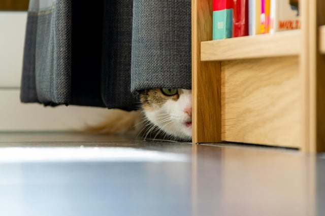 Keep your pets at home on the Fourth of July. (Courtesy of Unsplash)