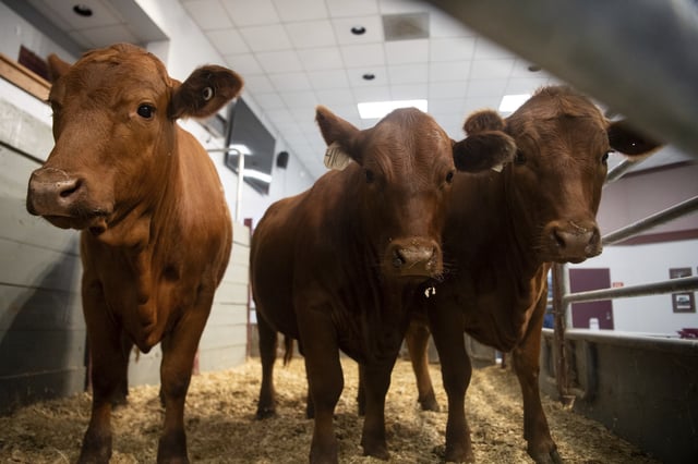 Cattle serve as the backdrop for a roundtable discussion on the New World Screwworm at the Texas A&amp;M Beef Center in College Station, Texas on Tuesday, April 29, 2025.