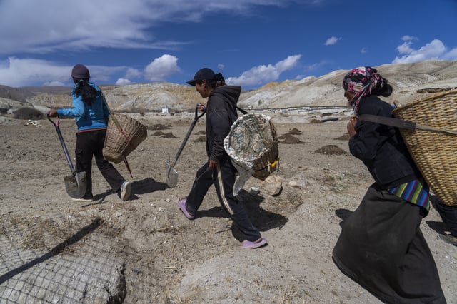 Villagers walk towards a field to plant apple trees in the newly relocated settlement of the abandoned Samjung village in the Mustang region, 462 kilometers (288 miles) west of Kathmandu, Nepal, Friday, April 18, 2025. (AP Photo/Niranjan Shrestha)
