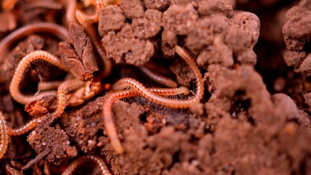 Doctors discovered a Chinese girl’s mysterious vomiting was due to larvae from drain flies, commonly found in damp home areas like toilets and kitchens.
