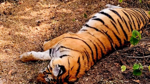 A female tigress and her four cubs were found dead in the Hugyam range of the MM Hills on June 26.