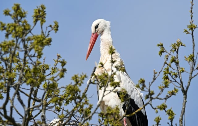 Einen unterernährten Storch hat die Polizei in Baden-Württemberg von einer Bundesstraße gerettet. Wie die Beamten in Mannheim mitteilten, wurden sie am Montag zur B37 nahe Heidelberg alarmiert. Der Storch kam zur Tierrettung.