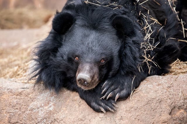 Beezler, the oldest Asiatic black bear in human care in the United States, was euthanized on Sunday, June 29, 2025, at the age of 32, Cheyenne Mountain Zoo officials said. (Photo courtesy of Cheyenne Mountain Zoo).