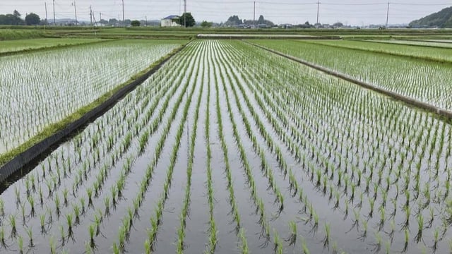 A rice field in Japan | Image: AP