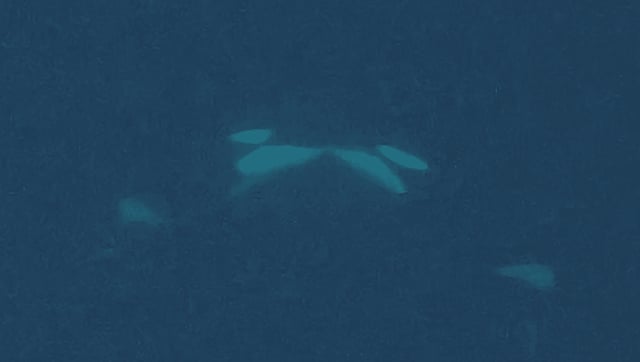 Orcas Filmed Kissing (With Tongues) In The Wild For The First Time