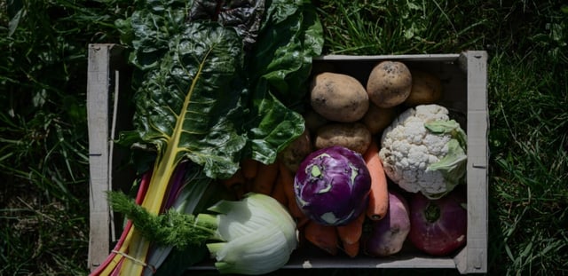 Des légumes biologiques, à Nieul-sur-Mer (Charente-Maritime), le 8 avril 2025