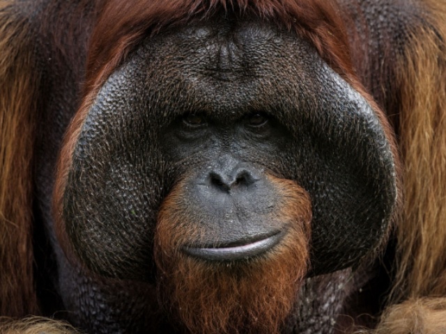 Bujang, a 35-year-old male orangutan rescued from a circus in Sumatra, waits for food on a sanctuary island surrounded by a river where non-releasable orangutans are protected for life at the Samboja Lestari Orangutan Rehabilitation Center run by the non-profit Borneo Orangutan Survival (BOS) Foundation in Samboja, East Kalimantan, on July 12, 2024. (Photo by Yasuyoshi CHIBA / AFP)