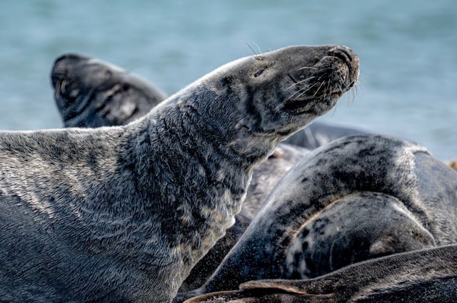 Kegelrobben liegen am Strand auf der Düne vor der Insel Helgoland. (Symbolbild)
