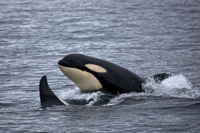 Orcas are highly social creatures that often share prey with each other. Now, new research suggests they're extending this behavior to humans.