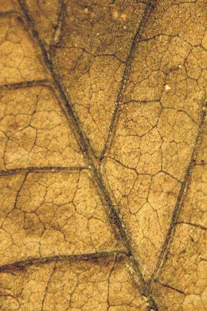 A complicated broad leaf seed fern from a pre-extinction South China rainforest.