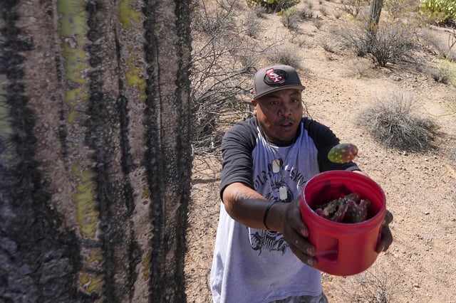 Clayborne Thomas, of the Tohono Oʼodham nation, catches a fruit harvested from a saguaro cactus in Saguaro National Park near Tucson, Ariz., on Tuesday, June 24, 2025. (AP Photo/Ross D. Franklin)