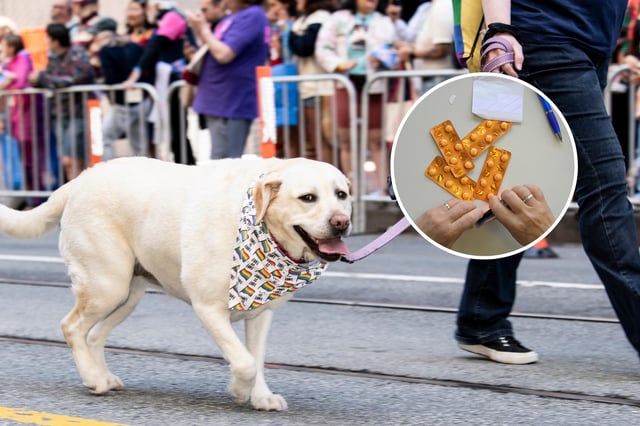 An image of a dog taken on June 29, 2025 in in San Francisco, California. An insert image of painkiller packs, taken in Buenos Aires on February 26, 2024.