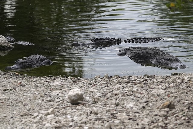Alligators lie near ground exposed by drought conditions in the Florida Everglades, in Big Cypress National Preserve, Fla., Tuesday, May 27, 2025.