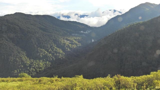 Forest cover in Arunachal Pradesh. (File Photo)