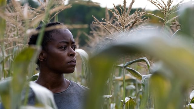 "40 Acres" (Credit: TIFF)
