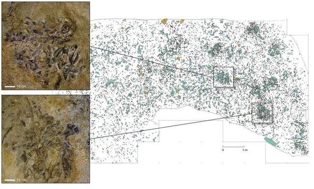 Eine dichte Ansammlung zerkleinerter und bearbeiteter Tierknochen (grün), gemischt mit Werkzeug-Fragmenten legt nahe, dass Neandertaler hier einst systematisch Fett aus Knochen extrahierten. © Kindler/ LEIZA-Monrepos