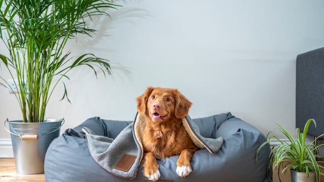 Here's why you should not give Ibuprofen to dogs and other pet animals