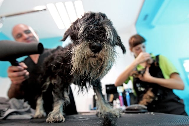 Un ejemplar de schnauzer, como la perra ahogada por el condenado