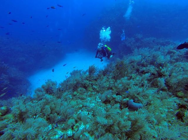A scuba diver descends at the Maria la Gorda international diving center on the Guanahacabibes peninsula in the province of Pinar del Rio, Cuba.&lt;!--IPTC: In this June 10, 2015 photo, a diver makes an immersion at the International diving Center Maria la Gorda on the Guanahacabibes peninsula in the province of Pinar del Rio, Cuba. (AP Photo/Chris Gillette)--&gt;