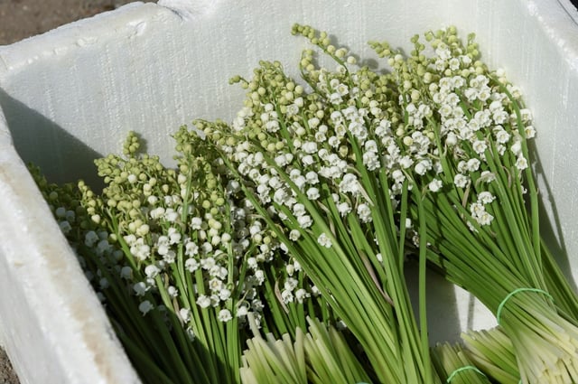 "Si on ne faisait rien, on pourrait aboutir à l'aberration de voir des vendeurs de muguet à la sauvette exercer, alors que les fleuristes devront rester fermés dans cette journée très importante pour leur activité", selon Olivier Henno (UDI)