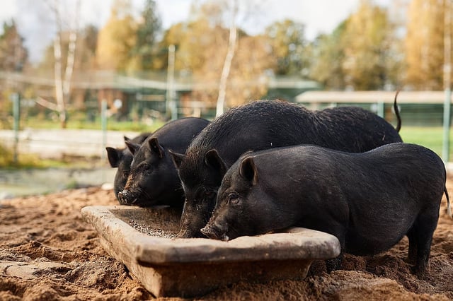 African Swine Fever