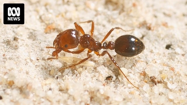 Close-up picture of the red imported fire ant.