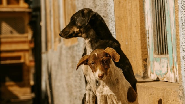 A boy raised by dogs has been rescued in Thailand (Representational image)
