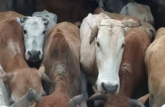 In Dhubri, a man was caught smuggling 200 kg of beef 

