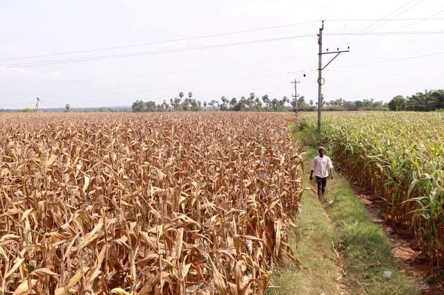 A farmer walks in a corn field in Krishna district in the southern state of Andhra Pradesh, India, April 1, 2024. REUTERS/Almaas Masood/File Photo