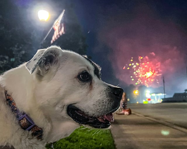 A dog is distracted as the Iva Fireworks Fourth of July event does not bother her Sunday, June 29, 2025. There are many dogs sensitive to fireworks explosions.