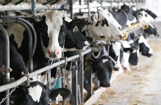 Holstein cows stand at a dairy farm in Saint-Blaise-sur-Richelieu, Quebec, Canada March 20, 2025. REUTERS/Graham Hughes/File Photo