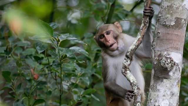 The discovery was made early in the morning on the Kandegala-Kodesoge Road near Gundlupet in Chamarajanagar district. (Representational Image)