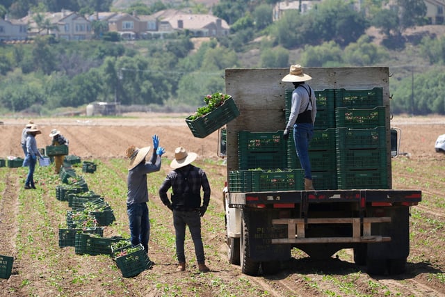 Farm workers gather produce on June 12 in Moorpark, California.