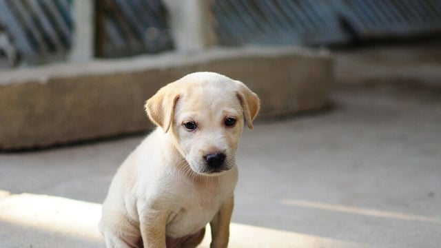 The accused told the police that the puppies used to bark throughout the night, disturbing the entire area, the official said.