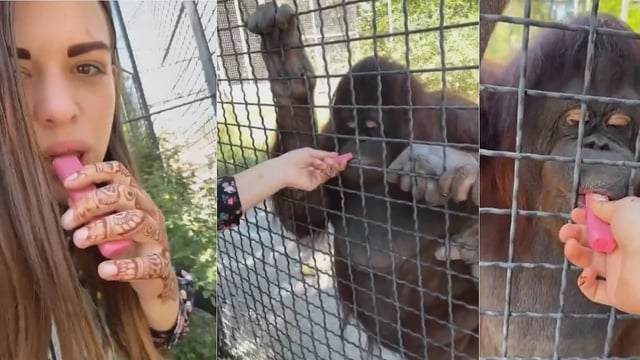 VIRAL VIDEO: Russian Boxer Gives Vape To Endangered Orangutan; Faces Backlash